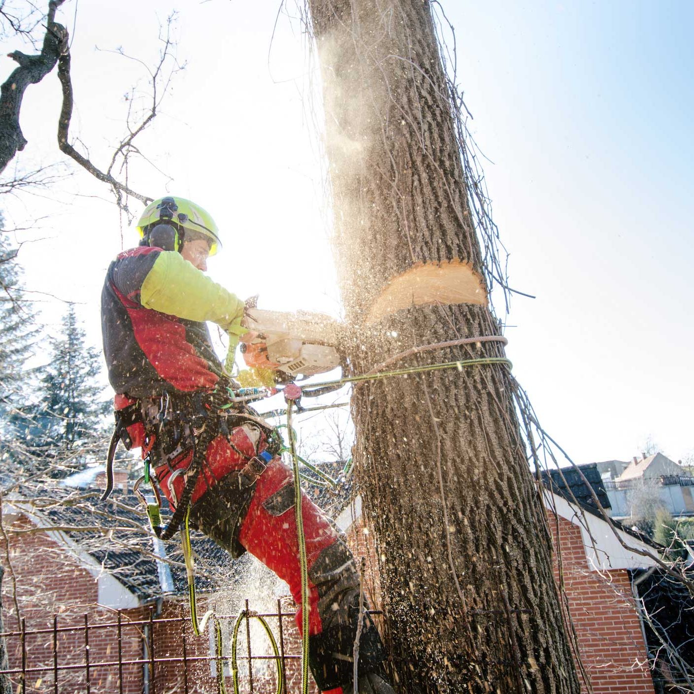 Tree Arborist in North Down