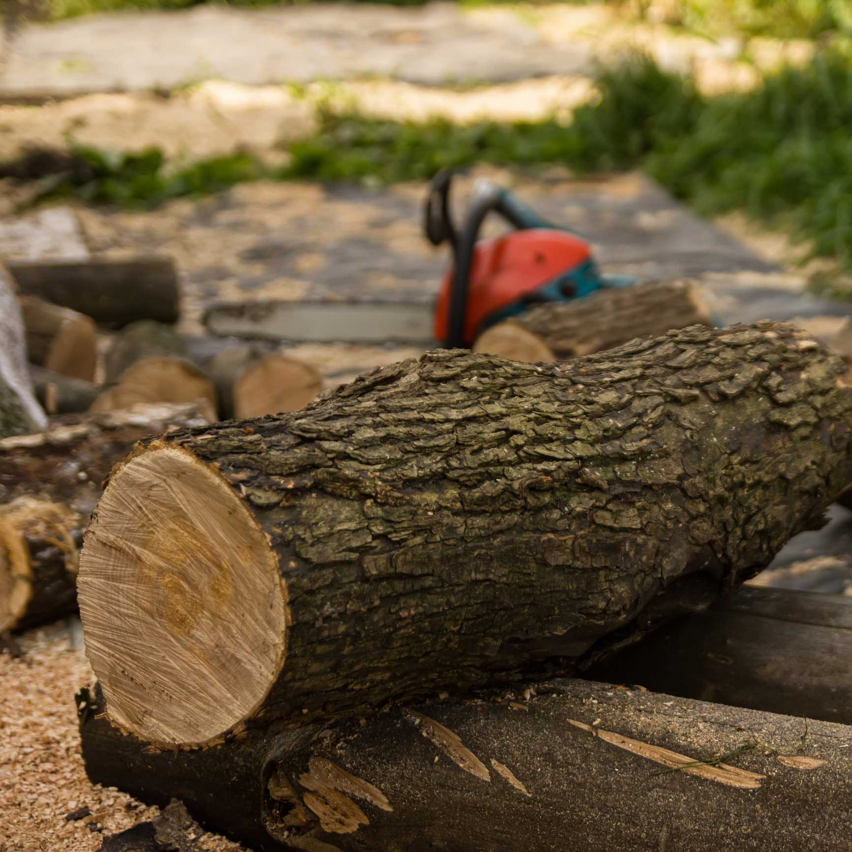 Tree Surgeon in North Down