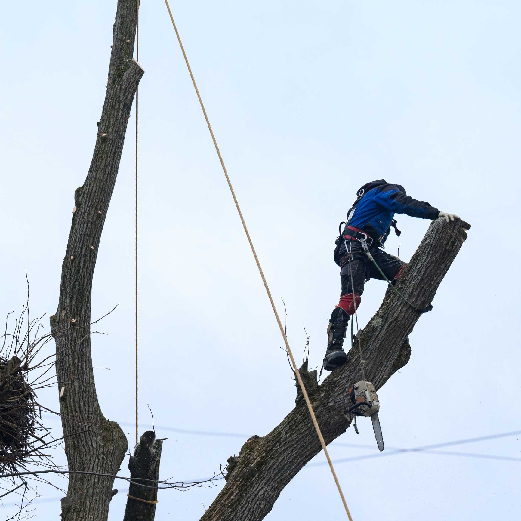 Tree Surgeon in North Down